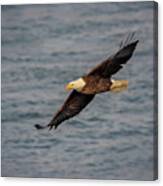 Bald Eagle #13 Canvas Print