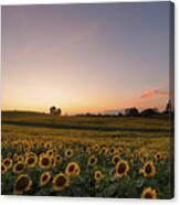 Sunflower Sunset #13 Canvas Print