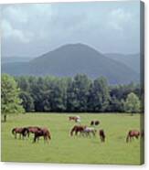 145933 Horses In Pasture Gsmnp Canvas Print