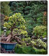 Bonzai Tree #20 Photograph by Bob Nardi - Pixels