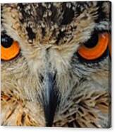 Owl #15 Canvas Print