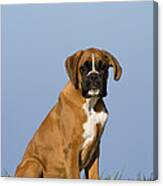 Boxer Puppy #17 Canvas Print