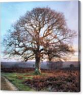 New Forest - England #177 Canvas Print