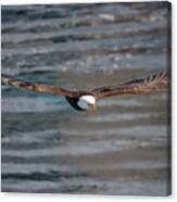 Bald Eagle #18 Canvas Print