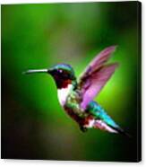1846-007 - Ruby-throated Hummingbird Canvas Print