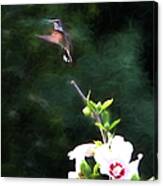 Hummingbird #19 Canvas Print
