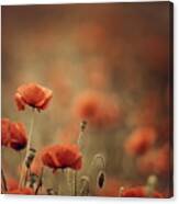 Poppy Meadow #19 Canvas Print