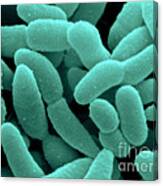 Acetobacter Aceti Bacteria #2 Canvas Print