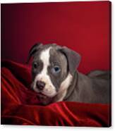 American Pitbull Puppy Canvas Print