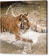 Amur Tiger #2 Canvas Print