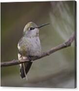 Anna's Hummingbird #2 Canvas Print