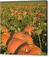 Big Mac Pumpkins In A Field #2 Canvas Print