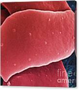 Blood Platelets, Sem #2 Canvas Print
