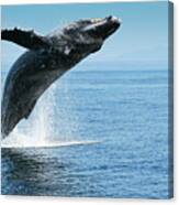 Breaching Humpback Whales Happy-1 Canvas Print