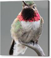 Broad-tailed Hummingbird #2 Canvas Print