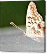 Butterfly On My Car5 Canvas Print