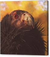 California Condor #2 Canvas Print