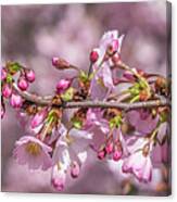 Cherry Blossoms #2 Canvas Print