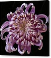 Chrysanthemum 'jefferson Park' #2 Canvas Print