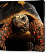 Close-up Of Red-footed Tortoises, Chelonoidis Carbonaria, Isolated Black Background #3 Canvas Print
