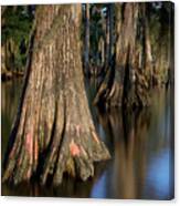 Cypress Trees #2 Canvas Print