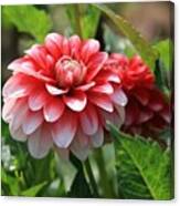 Dahlia #2 Canvas Print