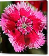 Dianthus Named Floral Lace Violet Picotee #3 Canvas Print