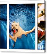 Dog Underwater Series #2 Canvas Print