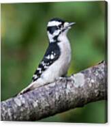 Female Downy Woodpecker #2 Canvas Print