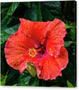 Flower And Raindrops #2 Canvas Print