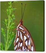Gulf Fritillary Butterfly #2 Canvas Print