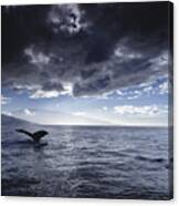 Humpback Whale Tail Maui Hawaii #2 Canvas Print