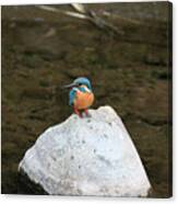 Kingfisher #2 Canvas Print