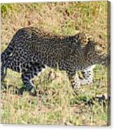 Leopard Stalking #2 Canvas Print