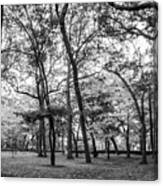 Northwestern University Oak Grove #2 Canvas Print