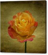 Orange Rose #2 Canvas Print