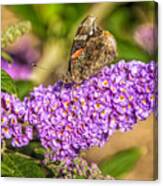 Painted Lady Butterfly  #2 Canvas Print