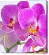 Pink Orchid #6 Canvas Print