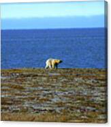 Polar Bear #2 Canvas Print