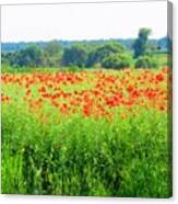 Poppy Fields Canvas Print