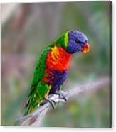 Rainbow Lorikeet #2 Canvas Print