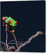 Red Eyed Tree Frog #2 Canvas Print