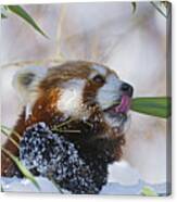 Red Panda #2 Canvas Print