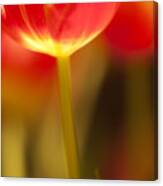 Red Tulips  #1 Canvas Print