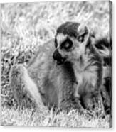 Ring Tailed Lemur #2 Canvas Print