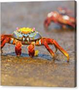 Sally Lightfoot Crab On Galapagos Islands #2 Canvas Print