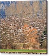 Snow Geese #2 Canvas Print