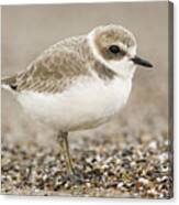 Snowy Plover In Winter Plumage Point #2 Canvas Print