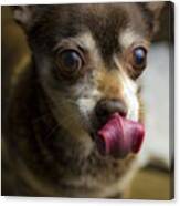 The Dog Tongue Is Speaking. Listen #2 Canvas Print