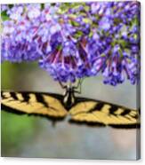 Tiger Swallowtail Feeding On Flower Canvas Print